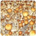 Псилоцибиновые (галлюциногенные)  грибы Psilocybin "Golden Teacher" в Черемхово