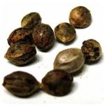 Семена марихуаны АК-47  (Seeds AK-47) в Черемхово